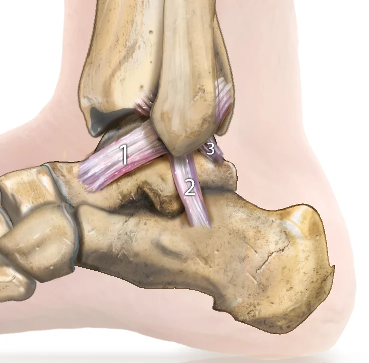 illustration des ligaments externes de la cheville